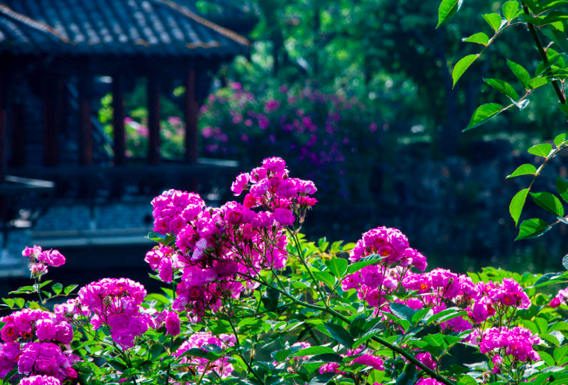 古诗里的夏日风光，短短二十八字，美如画卷