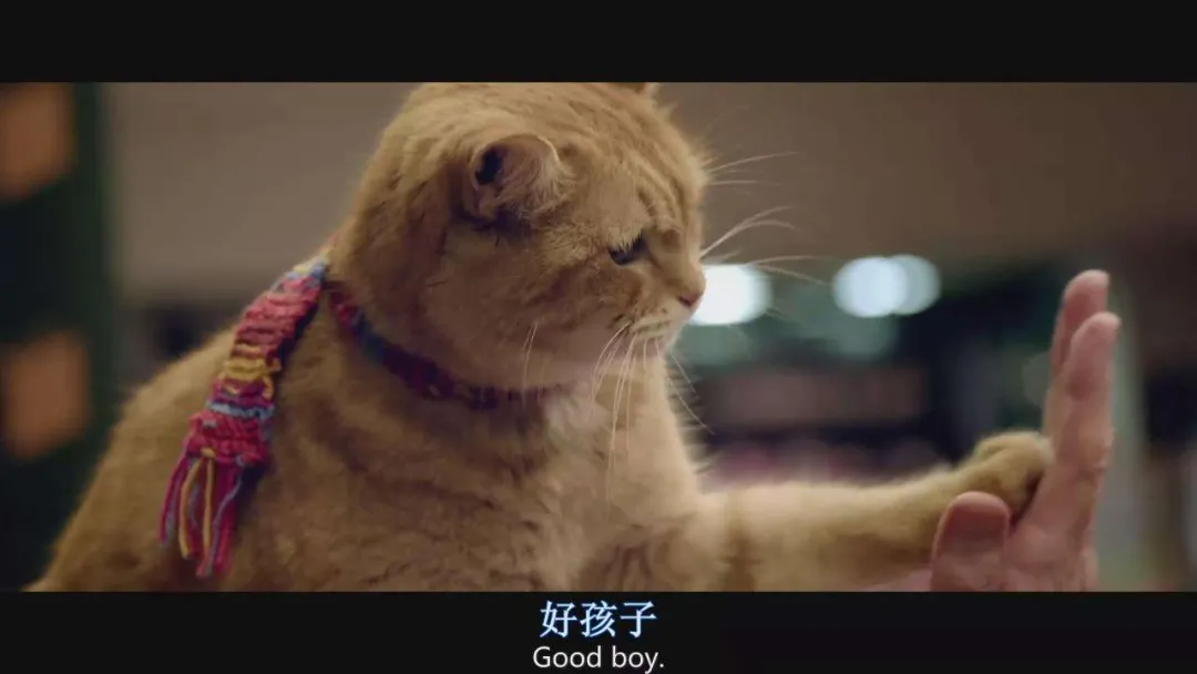 写给我的猫：亲爱的嘟嘟，请一辈子都跟我在一起吧
