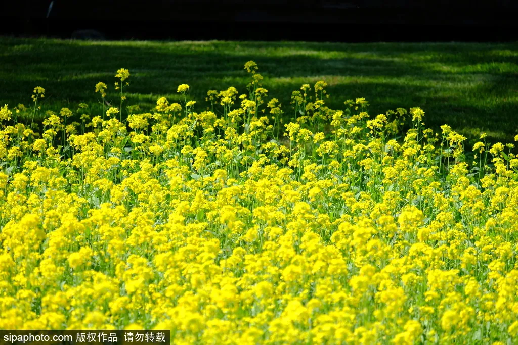 去哪看油菜花,