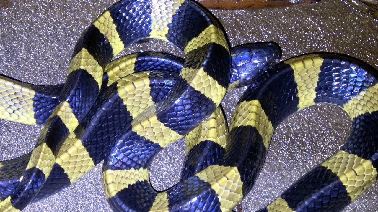 银环蛇的兄弟，金环蛇竟是无毒蛇？为何会有人这样认为？