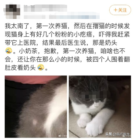 猫：劳资造了什么孽，要揪掉我奶头？