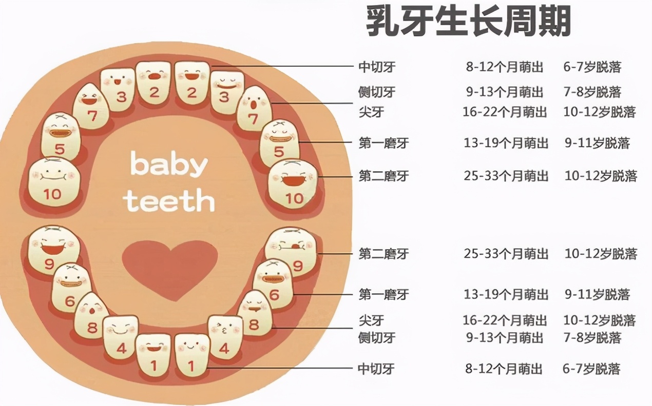 孩子换牙有规律，何时换、怎么换、换哪颗，宝妈心里得有数