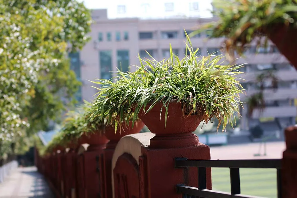 市外招收学生120人！绵阳外国语学校2020年高中招生公告出炉