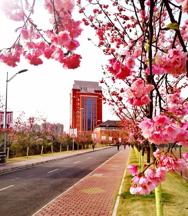 全国第一所文化产业高职院校，素有文产类“黄埔军校”美誉