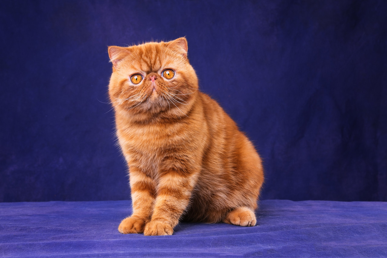 加菲猫为什么不能养(加菲猫憨厚可人,性情独立活泼且聪明伶俐,可加菲