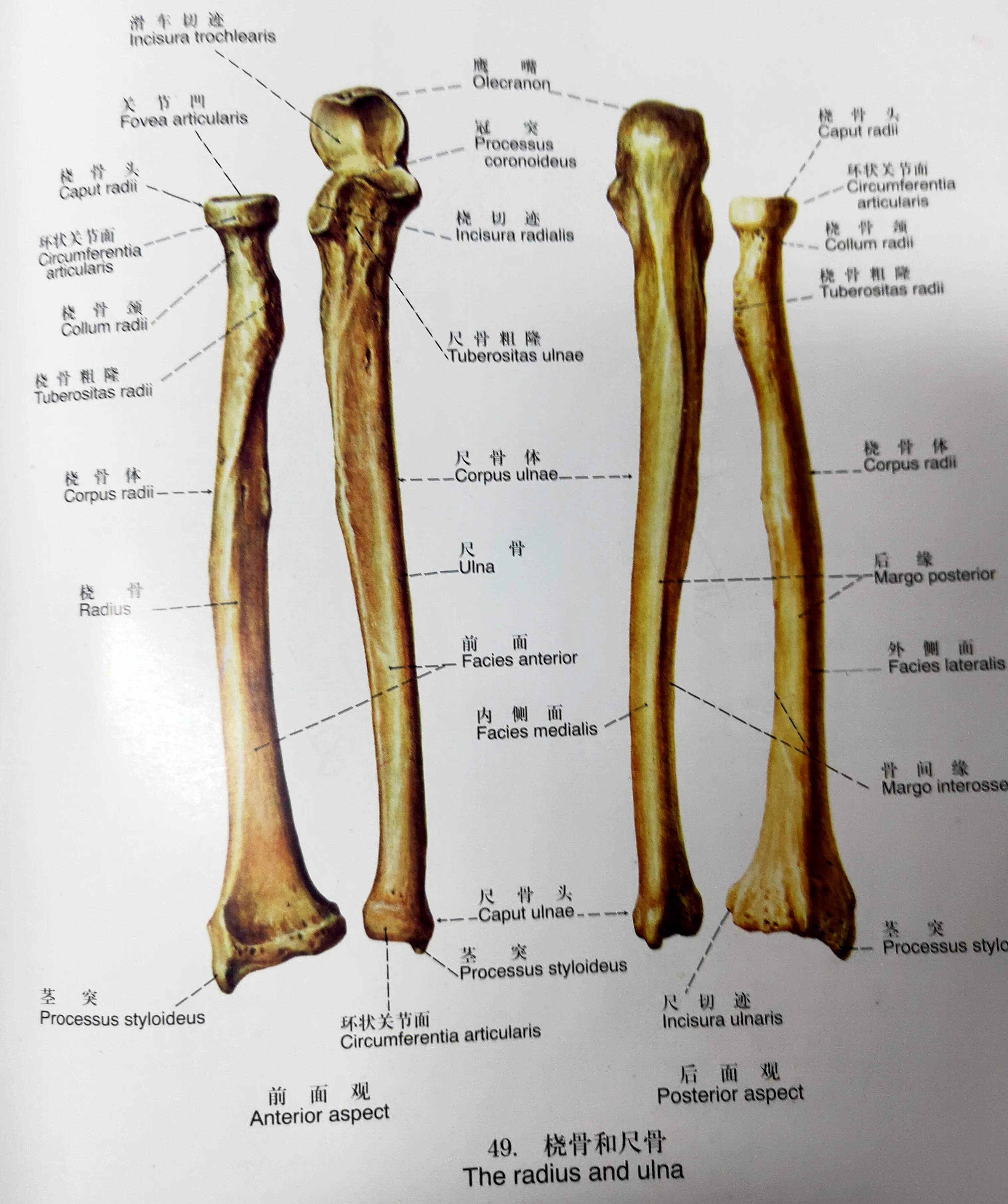 学习《x线读片指南》骨,关节系统——尺,桡骨