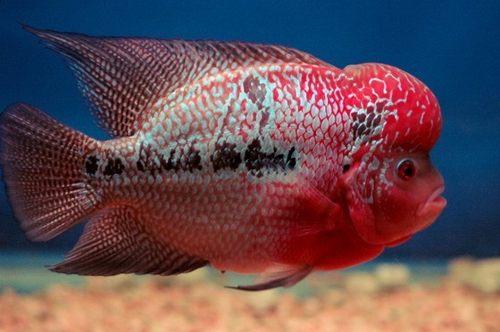 如何养观赏鱼——观赏鱼百科(一)