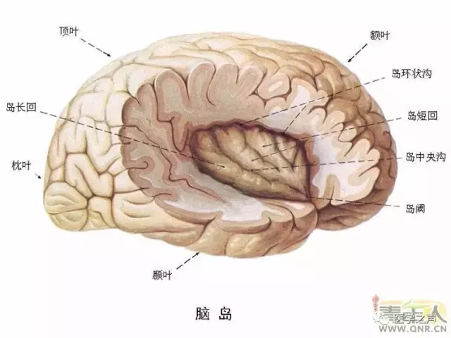 神经元结构示意图（神经元结构示意图手绘）-第9张图片-科灵网