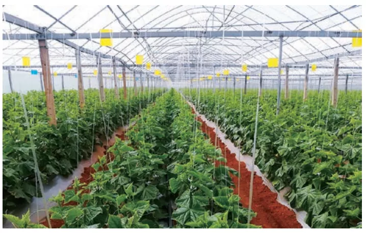 温室覆盖材料漫反射薄膜的特性及应用