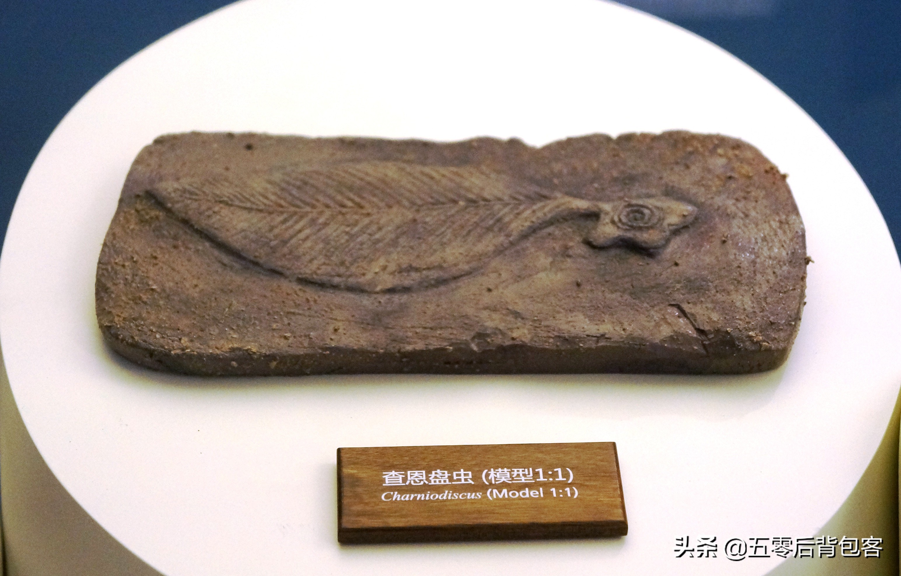 落户保定的中国古动物馆里都有啥？