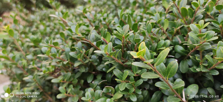 陪你一起看湖北省广水一中①——走进植物王国