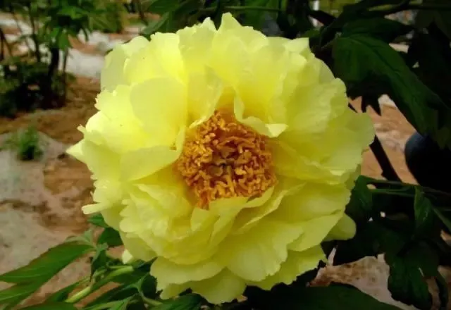 100种名贵牡丹鉴赏 绘画好素材（报花名）