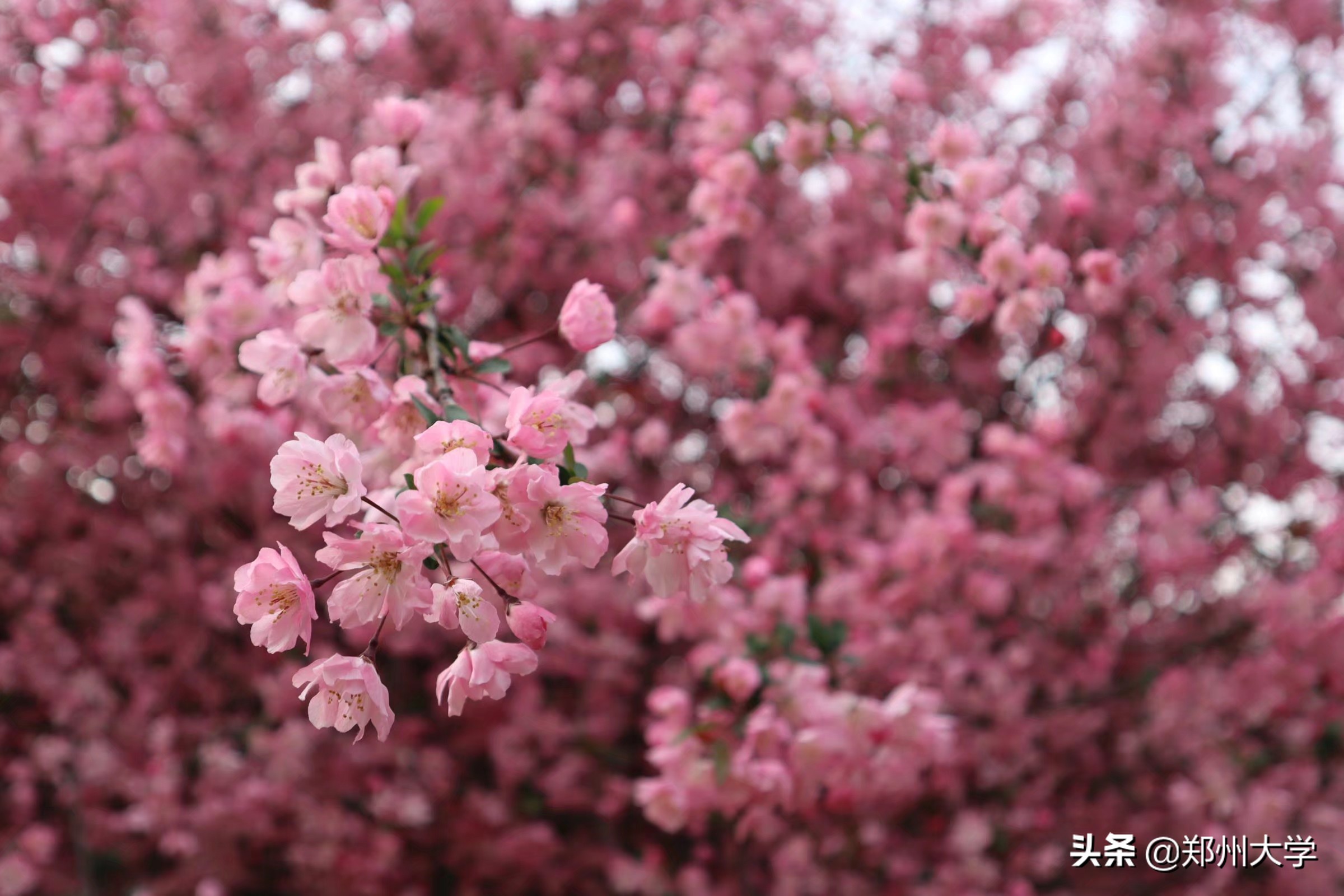 绝美！快来评选你心中最美的郑大“校花”