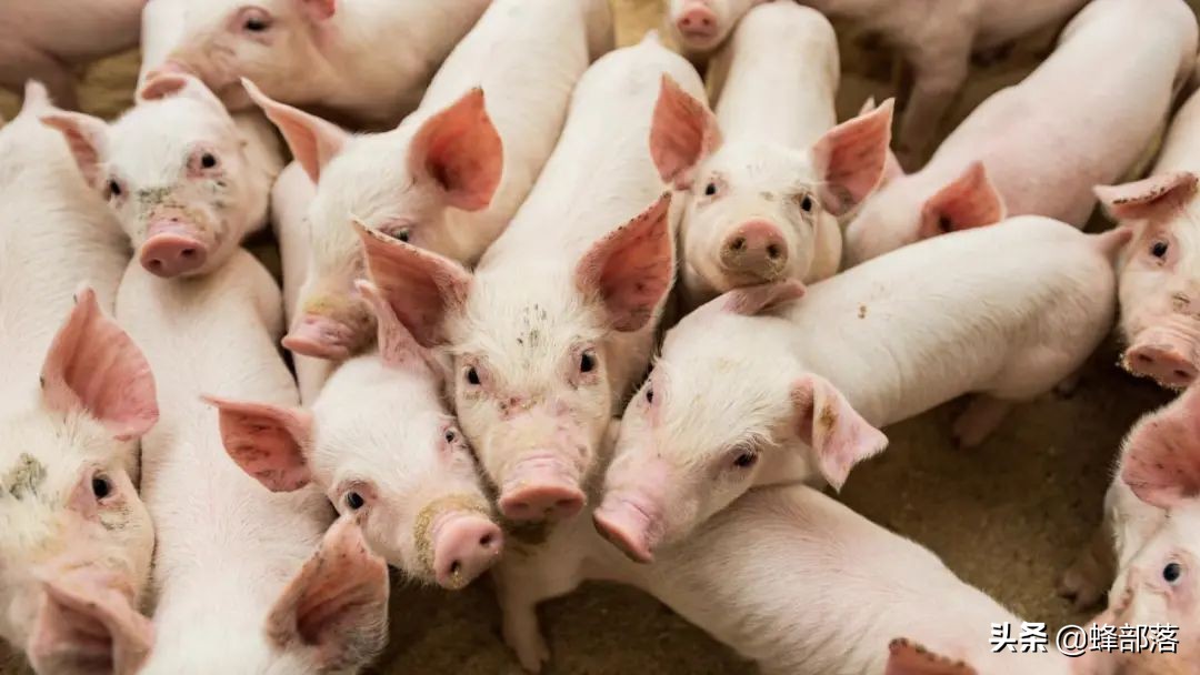 农业农村部：生猪产能已恢复，猪价进军5元深水区，下跌原因找到