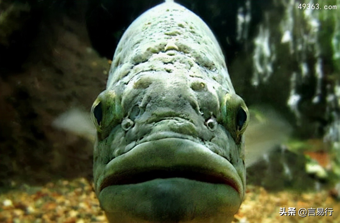 六须鲶鱼简介(世界10大长相丑陋凶残的淡水鱼)