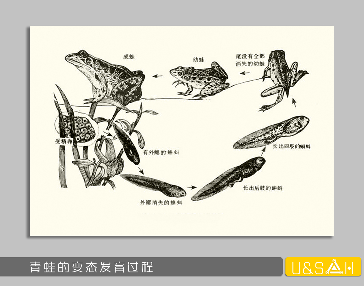 凡美丽的，都是残忍的——你一定想不到蝴蝶是多么的变态
