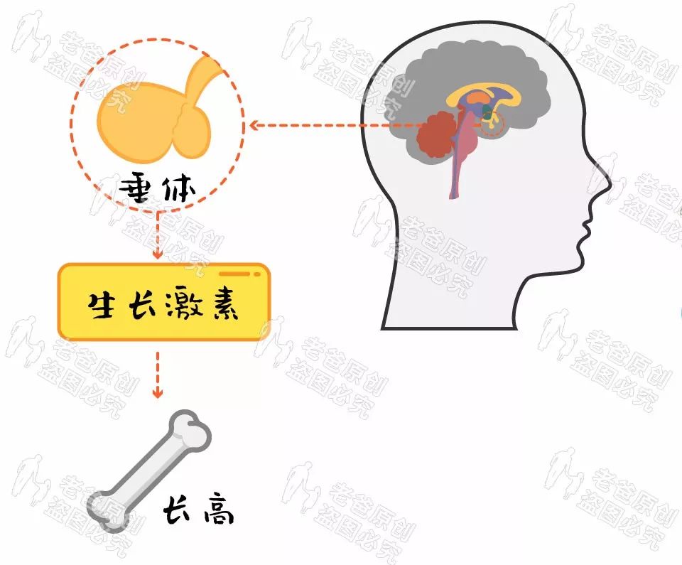 梅西下降至第3(曾被医生断言身高不超1米5的梅西，是如何长到1米7的？)