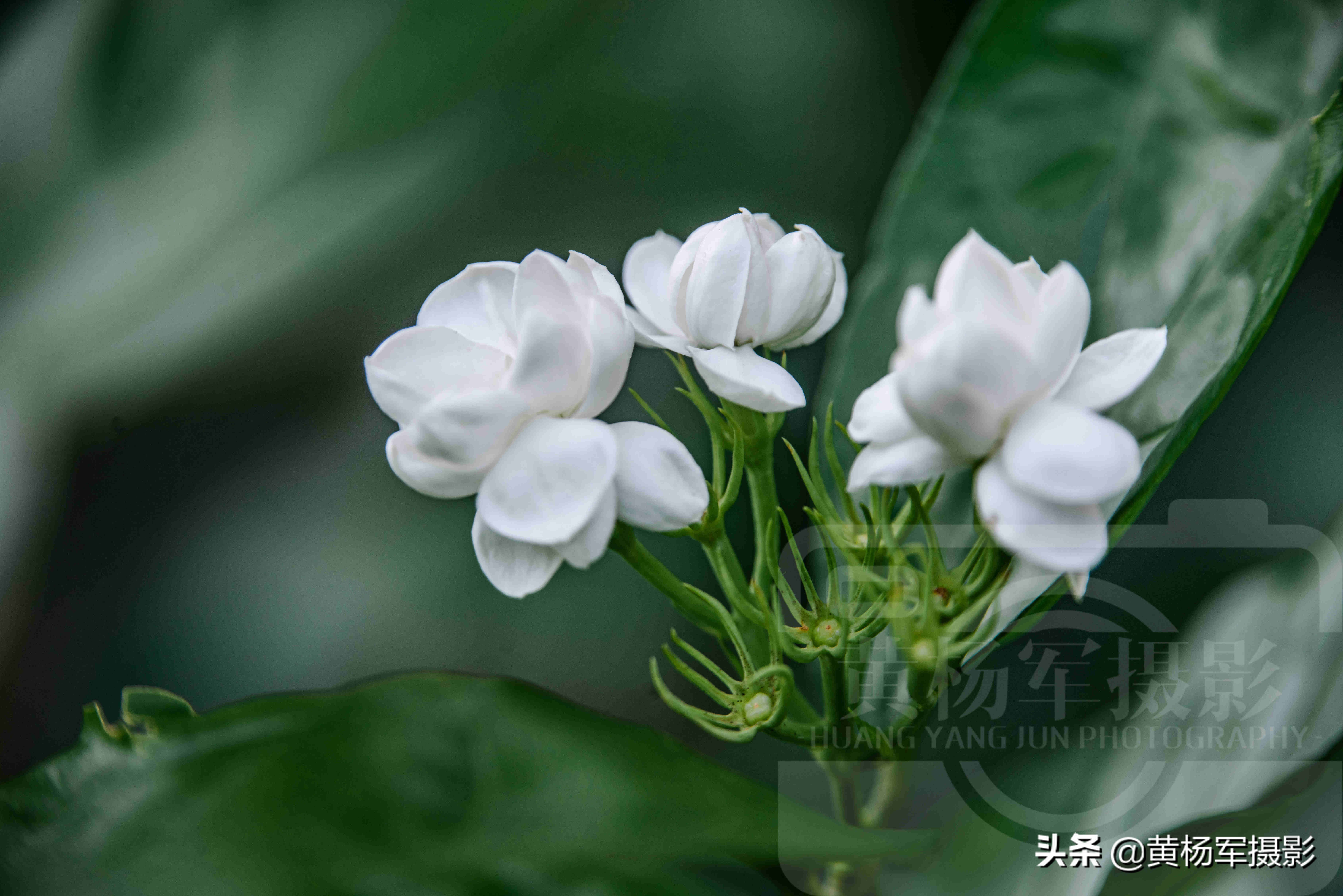 夏日洁白怒放的茉莉花,美艳娇白的花朵芬芳动人,熟悉绚烂的花卉