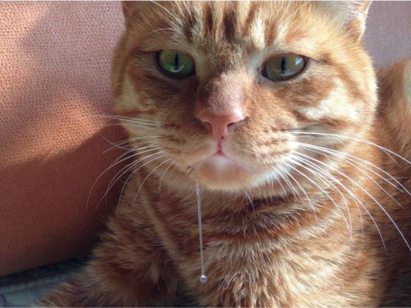 猫流口水是什么情况(猫流口水是什么情况啊)-第2张图片