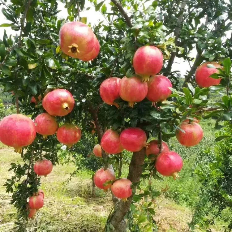 家庭院子栽什么树最好（4种吉祥树，多子多福又吉利）