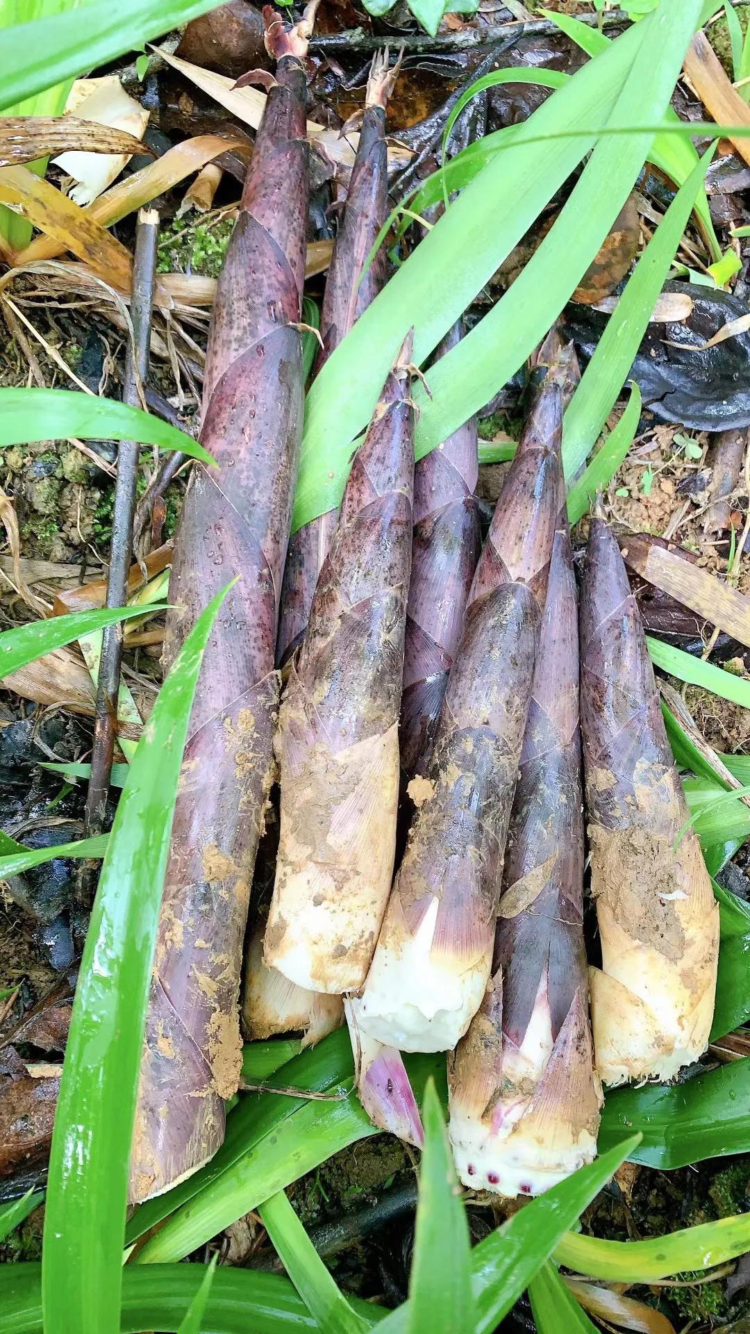 41种常吃的野菜,人间至味～你认识哪个野菜呢?