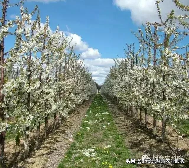 樱桃树长什么样子（世界各地十三种大樱桃树型介绍）