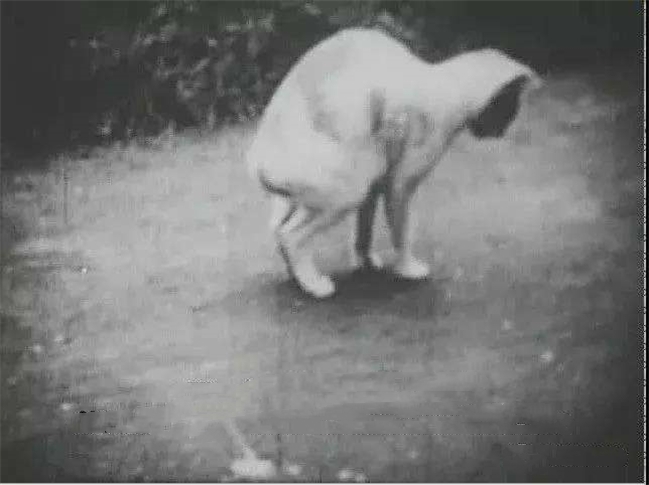 1952年马斯河谷烟雾事件，空气中的二氧化硫和金属粉尘窒息了所有人。