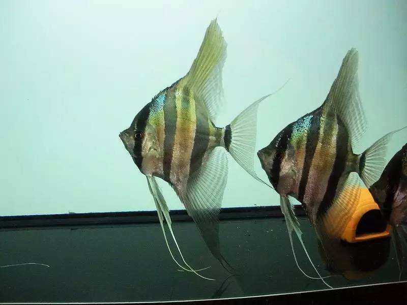 鱼(长丝鲈)黄金七彩五星上将帝王三间九间德州豹皇冠六间花老虎(花豹