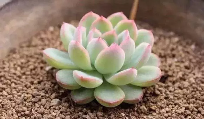 多肉的种植应模拟其原生环境?这三种营养元素对多肉来说很重要!