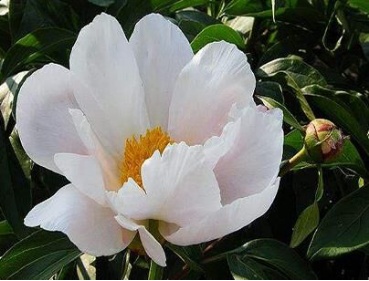 白芍種植,白芍種植技術及畝收益