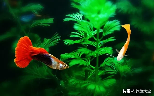 最好养的观赏鱼排行榜（推荐10种观赏度最高的鱼类）