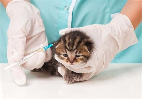 猫打狂犬疫苗多少钱(辟谣：狂犬疫苗和猫三联一样重要，所有猫咪都应该打狂犬疫苗)