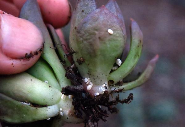 养多肉,爱生"蚧壳虫",几个方法很好用,都杀除干净