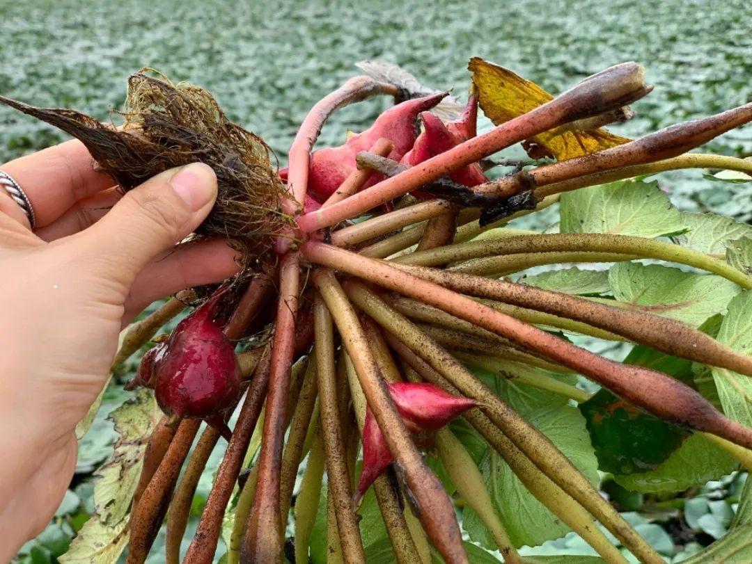 野菜的种类都有哪些（66种野菜辨别图快去尝尝）