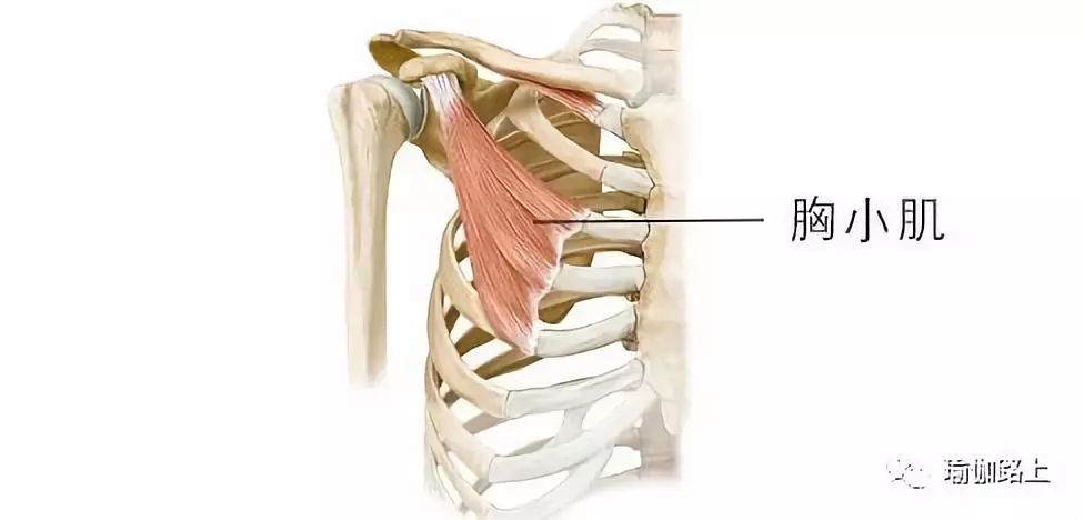 肩胛骨在哪里图片(天使翅膀) - 赤虎壹号