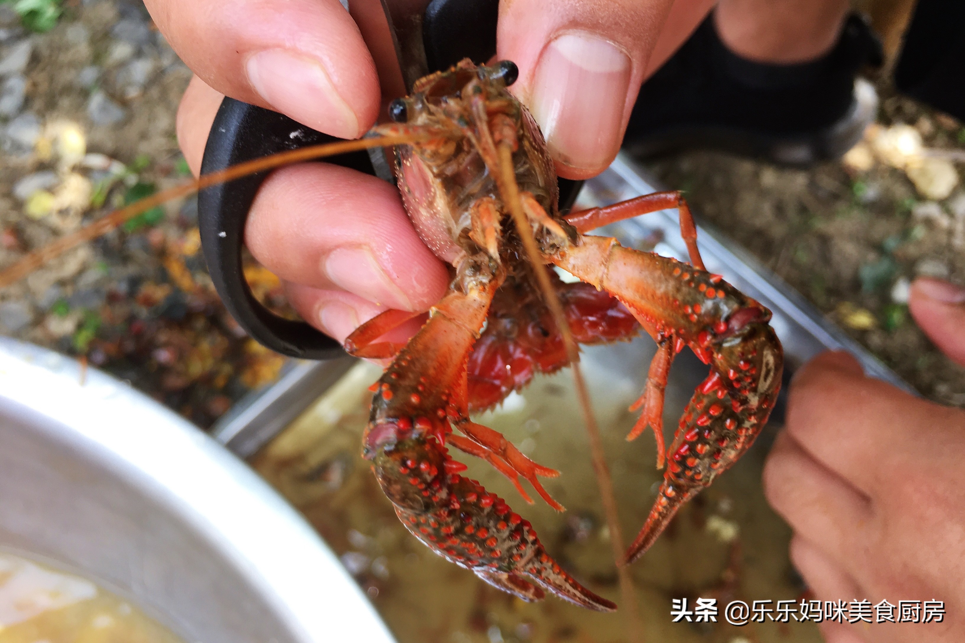 5月小龙虾正肥美，20块钱一斤，搭配鹌鹑蛋一起炒，好吃又实惠