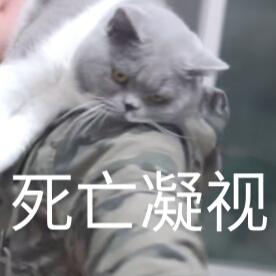 蒂姆嘟嘟tim猫品种(今天的猫猫也是元气满满呢)