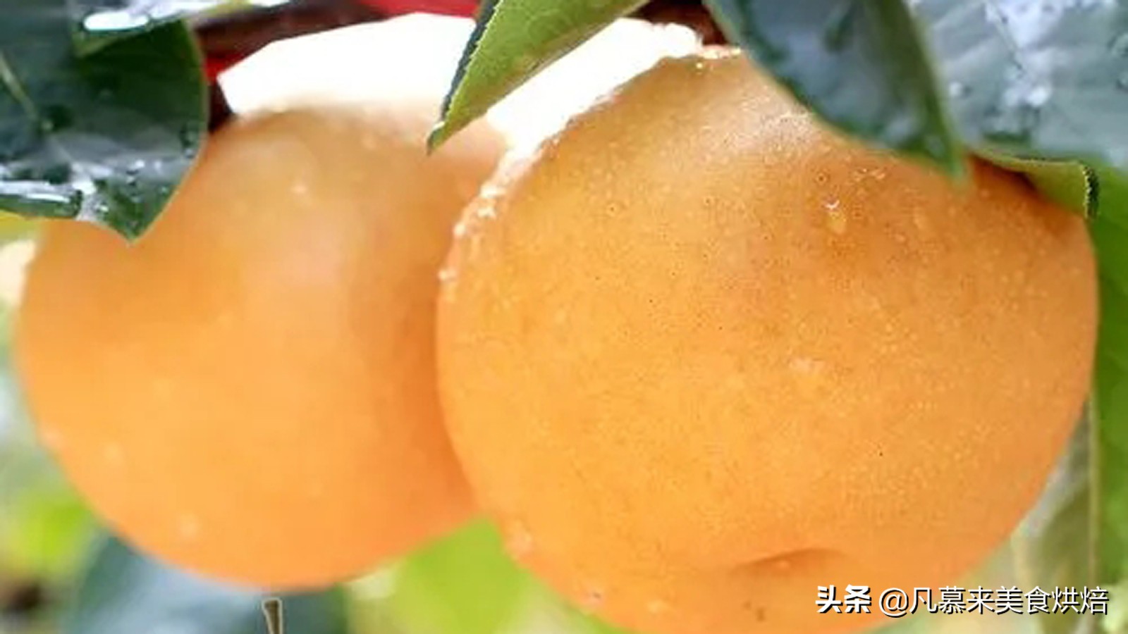苹果梨图片（盘点全国最好吃的50种梨快收藏）