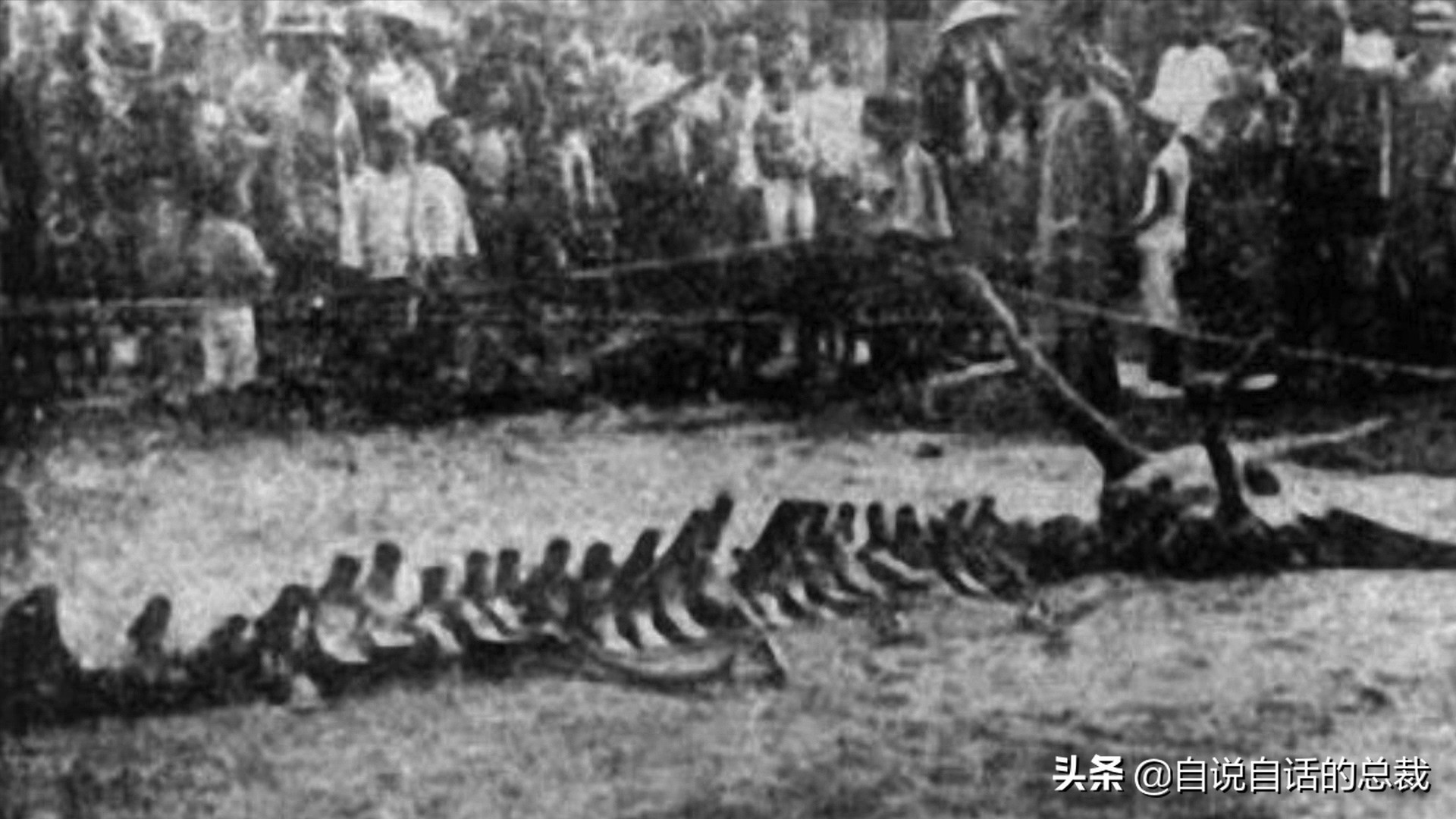 5种比巨齿鲨还恐怖的海怪，背后隐藏着一个人类起源的故事
