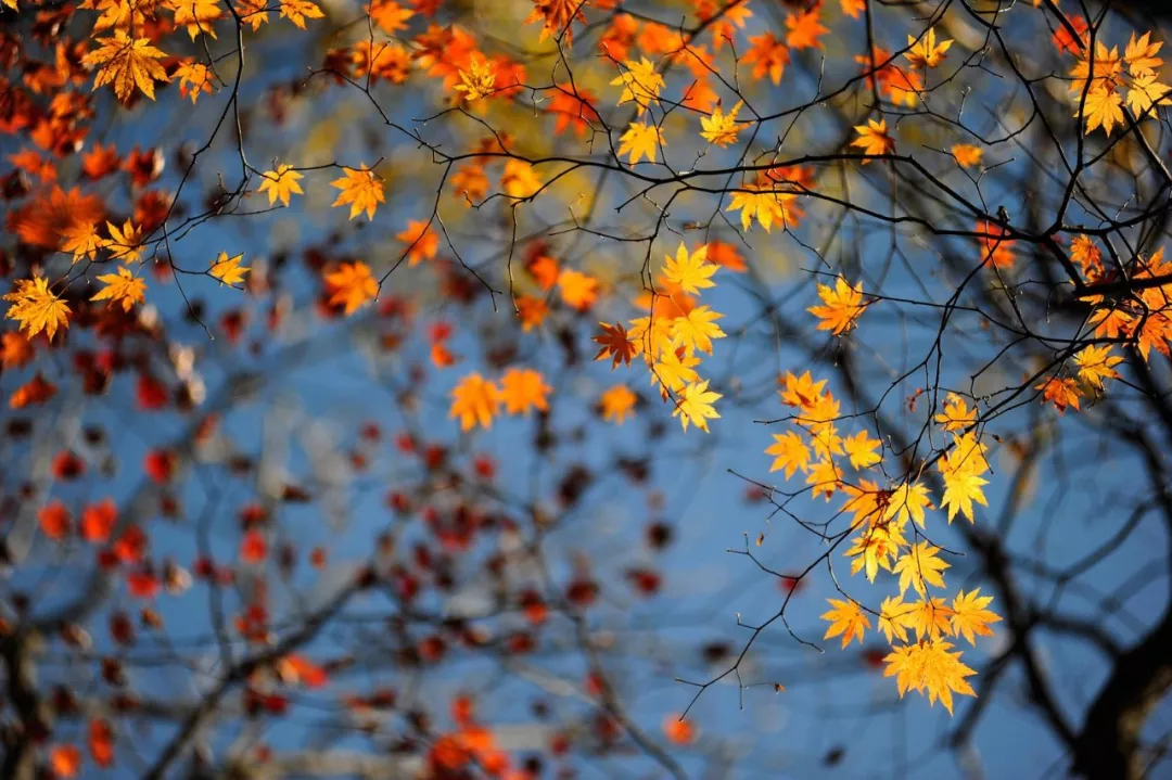 秋，人生最美的季节