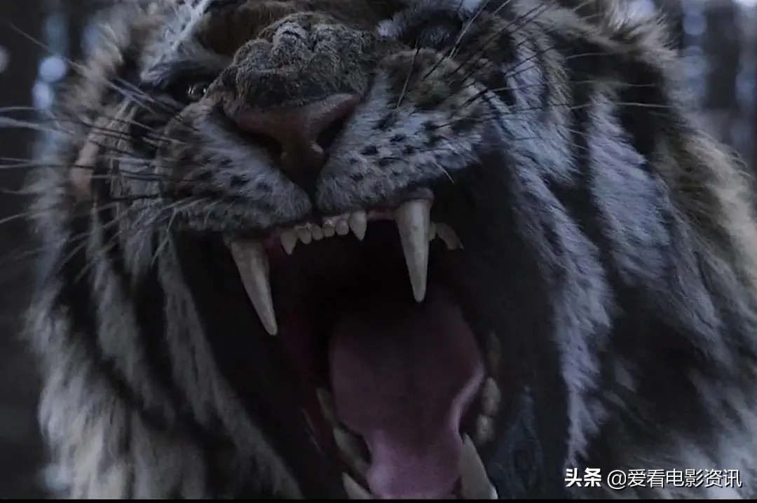 百因必有果，虎王与猎人的恩怨纠葛，韩剧《大虎》结局令人心寒