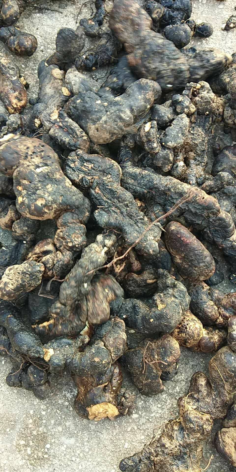 猪苓的功效与作用 猪苓的副作用和禁忌症-徐拾记官网