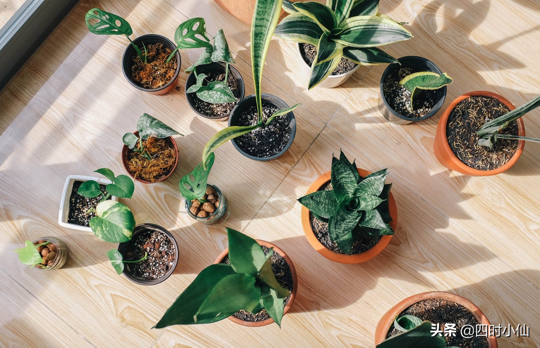 孩子最头疼描写植物？不妨试试思维导图的这个套路
