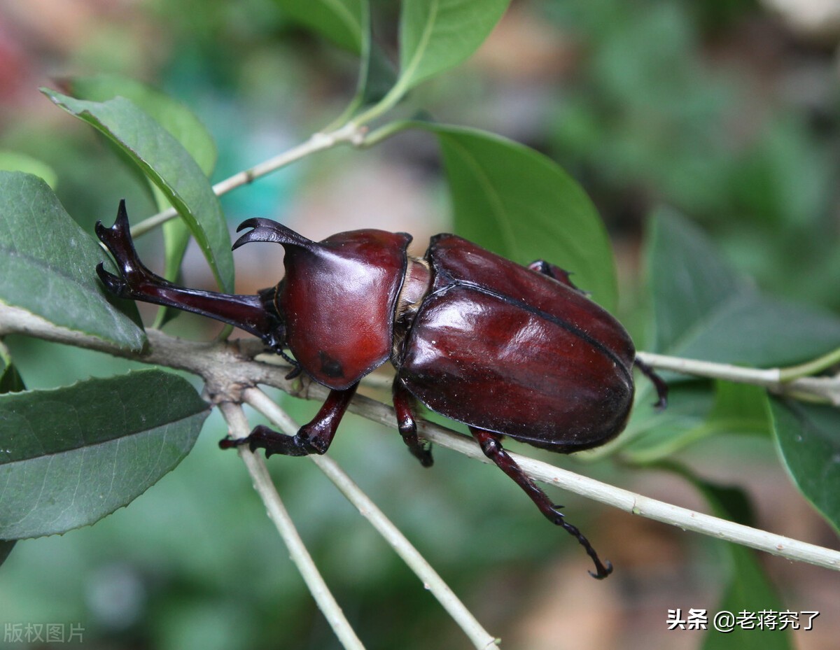 南方的独角仙怎么养详细介绍专业回答