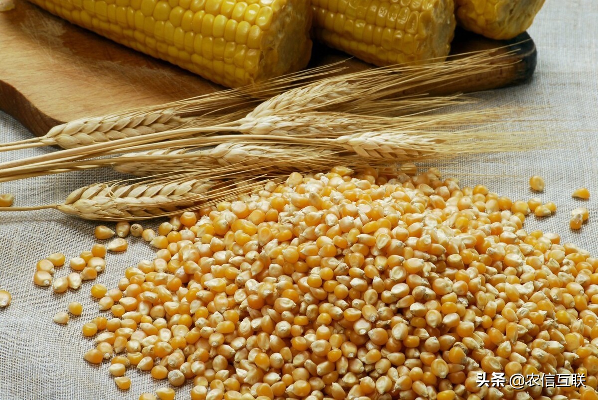 玉米连跌一个月，即将跌破1.3元，小麦大跳水，5月玉米要涨？