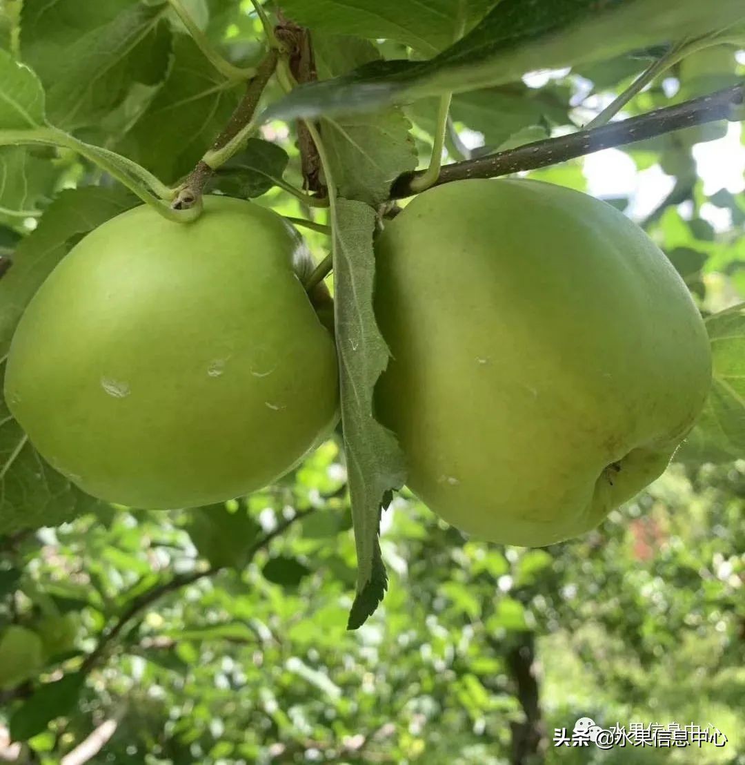 蘋果的產地,蘋果的產地主要在哪里