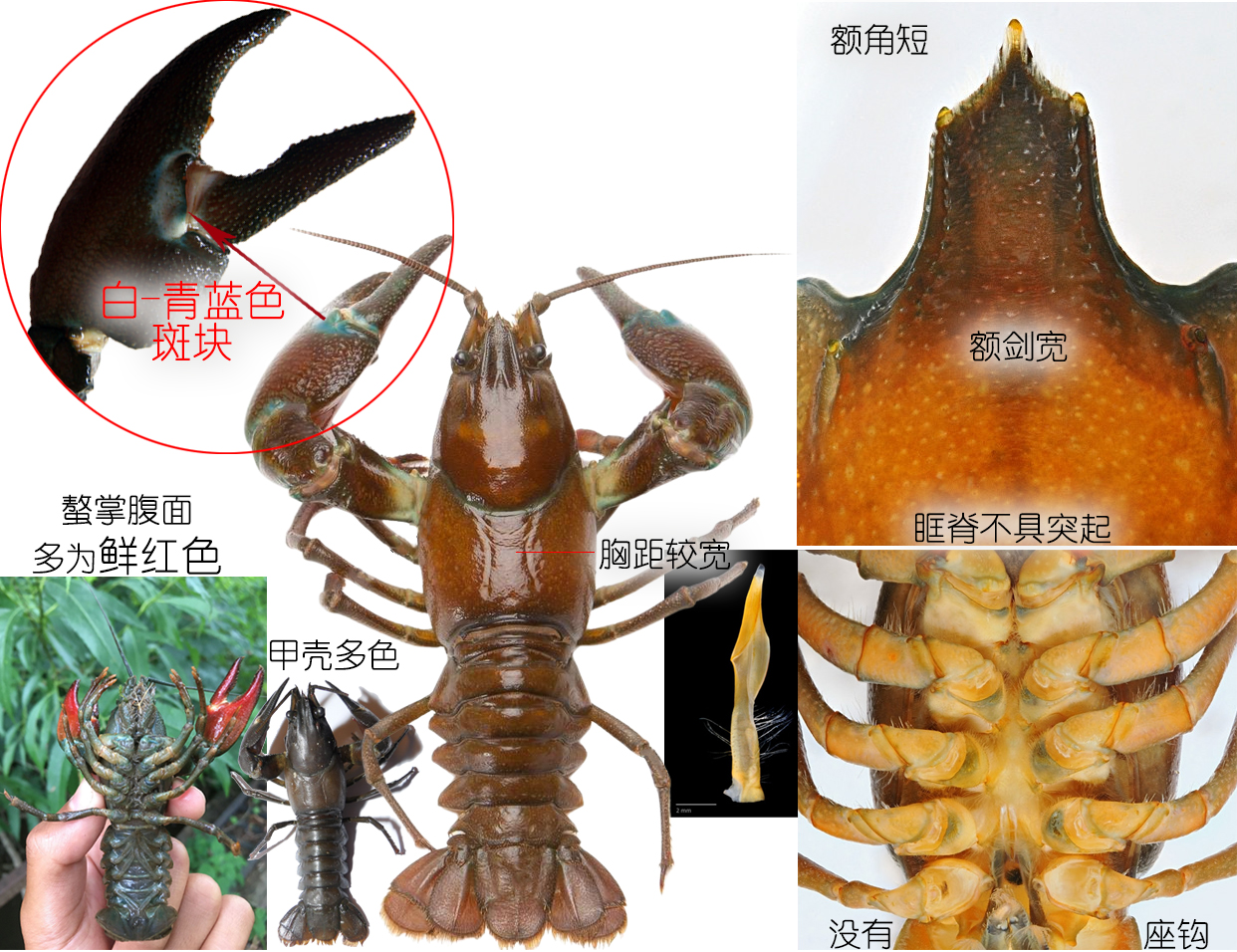 全面正确认识小龙虾