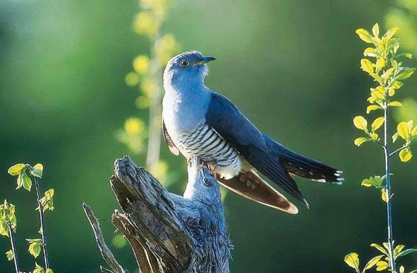 杜宇化鹃的含义 _飞翔号