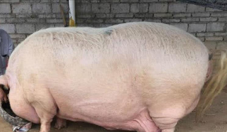 湖南74岁老人把猪养到2600斤,原因让人痛心