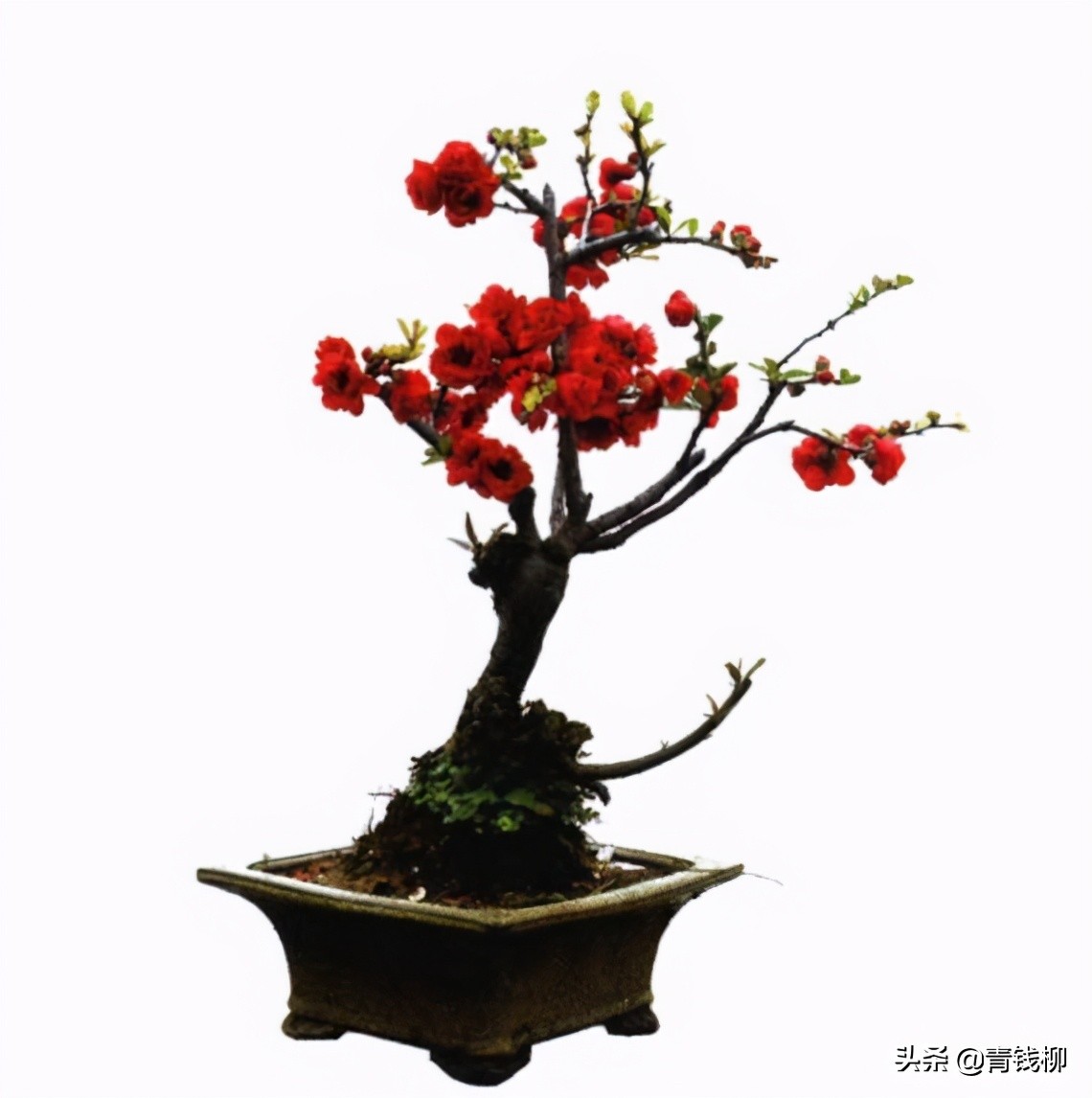 日本贴梗海棠(日本海棠的盆景制作与养护)